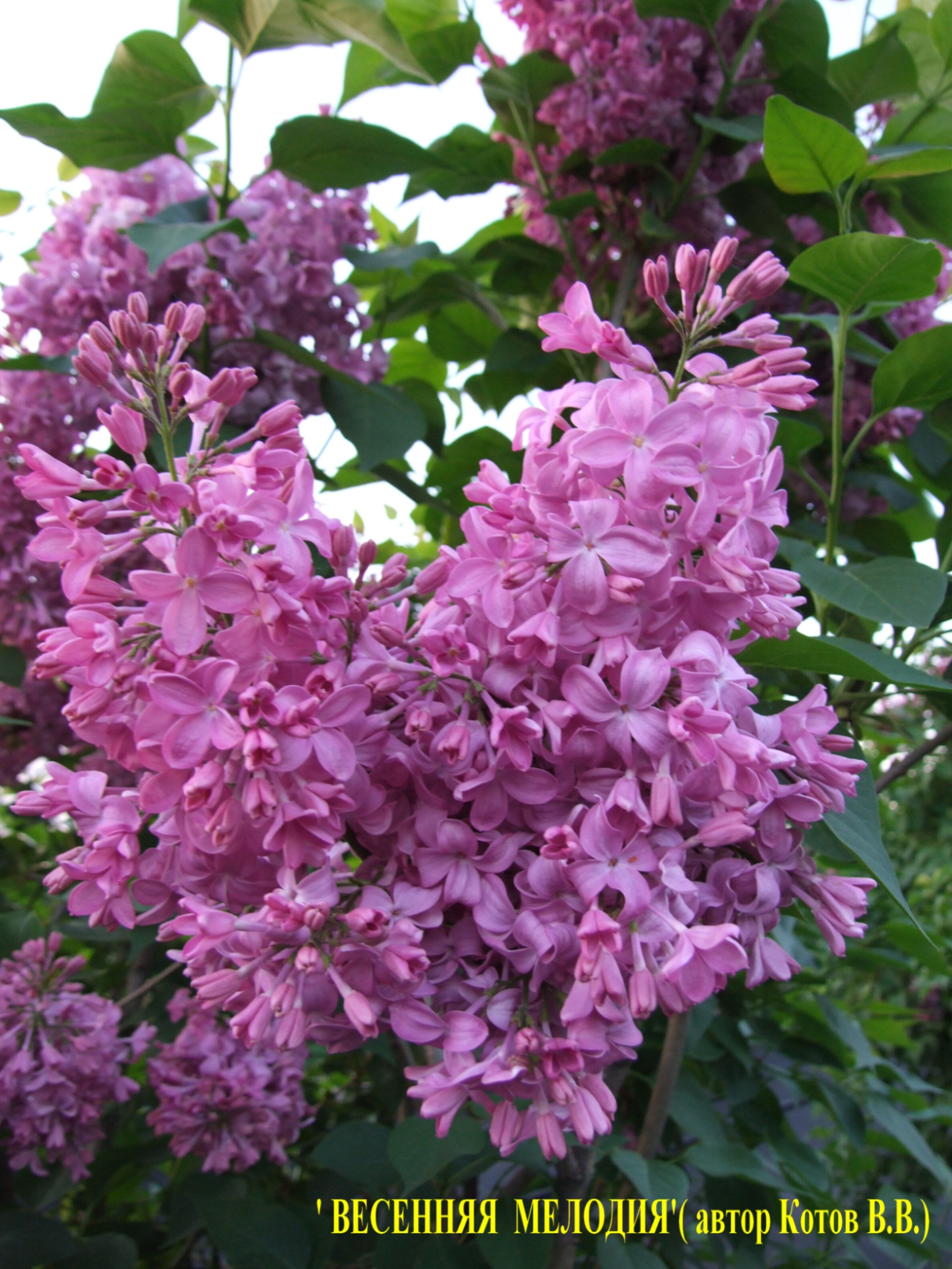 Сирень обыкновенная Весенняя Мелодия